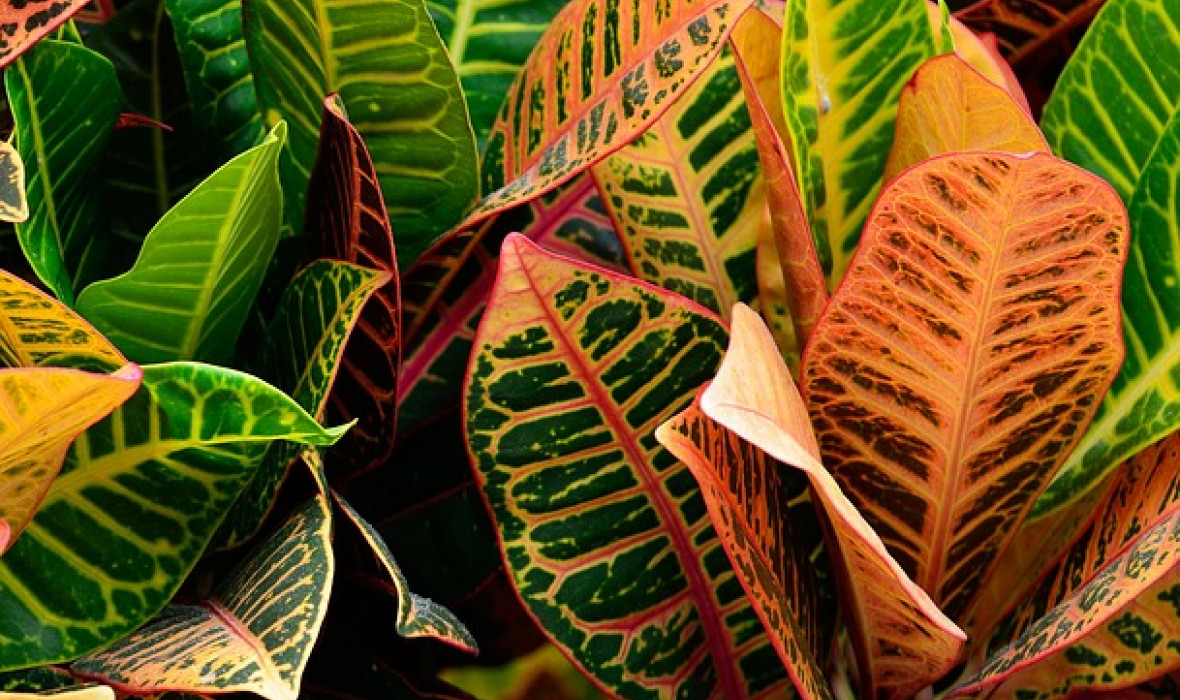 Kroton (Codiaeum variegatum) – roślina o kolorowych liściach