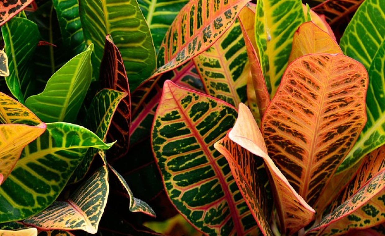 Kroton (Codiaeum variegatum) – roślina o kolorowych liściach