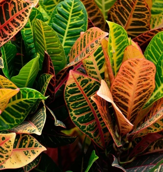 Kroton (Codiaeum variegatum) – roślina o kolorowych liściach