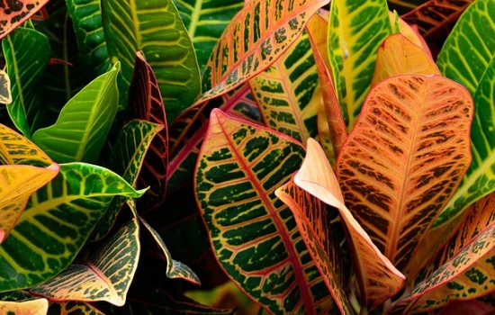 Kroton – roślina o kolorowych liściach