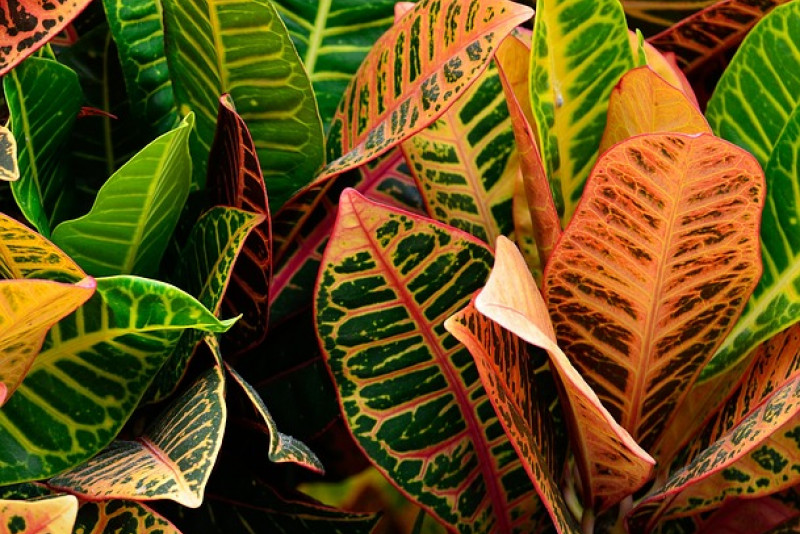 Kroton (Codiaeum variegatum) – roślina o kolorowych liściach