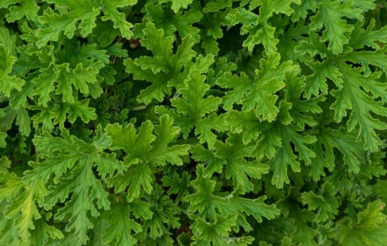 Anginka Geranium – roślina odstraszająca komary i posiadająca właściwości lecznicze!