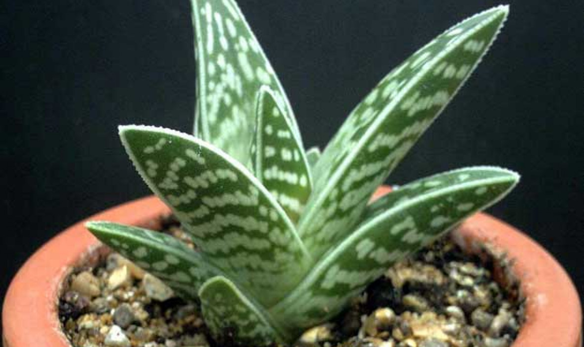 Aloes tygrysi (Aloe variegata) – pielęgnacja i ciekawostki! 🌿🐅