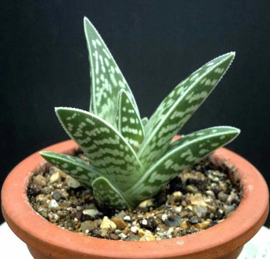 Aloes tygrysi (Aloe variegata) – pielęgnacja i ciekawostki! 🌿🐅