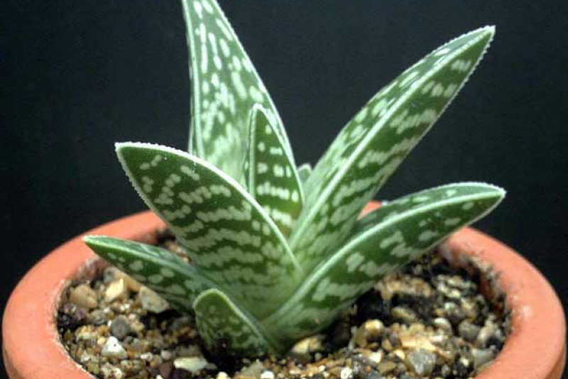 Aloes tygrysi (Aloe variegata) – pielęgnacja i ciekawostki! 🌿🐅