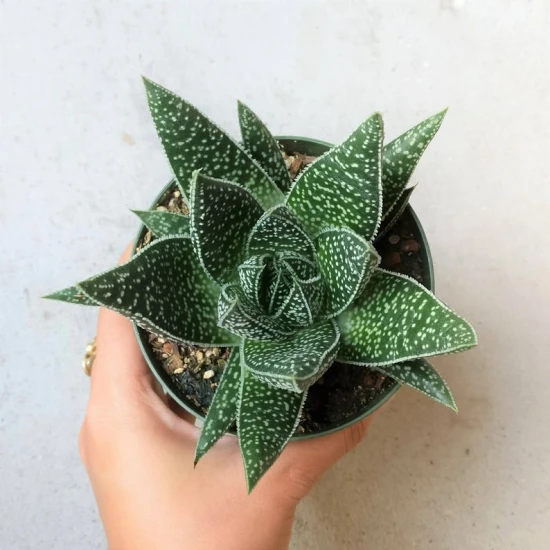 Aloes Flow Gasteria – odpowiednia pielęgnacja!