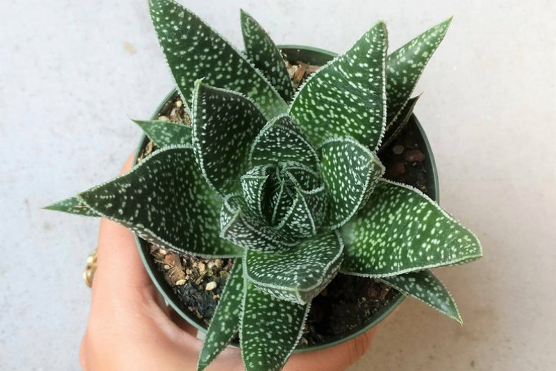 Aloes Flow Gasteria – odpowiednia pielęgnacja!