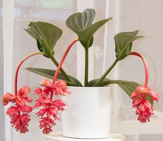 Medinilla wspaniała (Medinilla magnifica) – pielęgnacja i ciekawostki! 🌿🌸