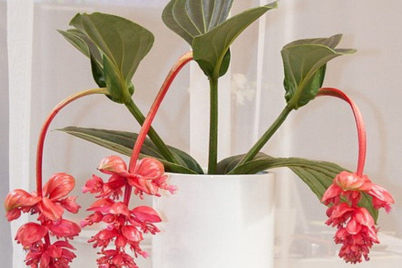 Medinilla wspaniała (Medinilla magnifica) – pielęgnacja i ciekawostki! 🌿🌸
