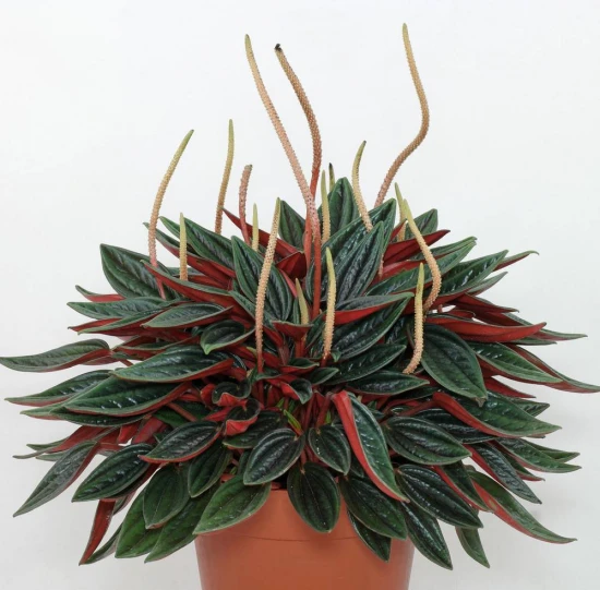 Peperomia „Rosso” – pielęgnacja i ciekawostki na jej temat! 🌿✨