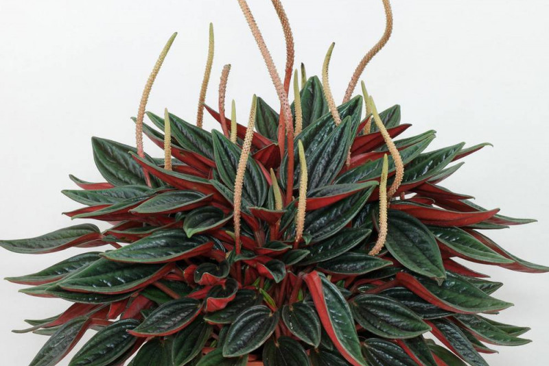 Peperomia „Rosso” – pielęgnacja i ciekawostki na jej temat! 🌿✨