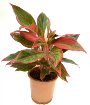 Aglaonema Crete / Aglonema – pielęgnacja i ciekawostki na jej temat! 🌿✨
