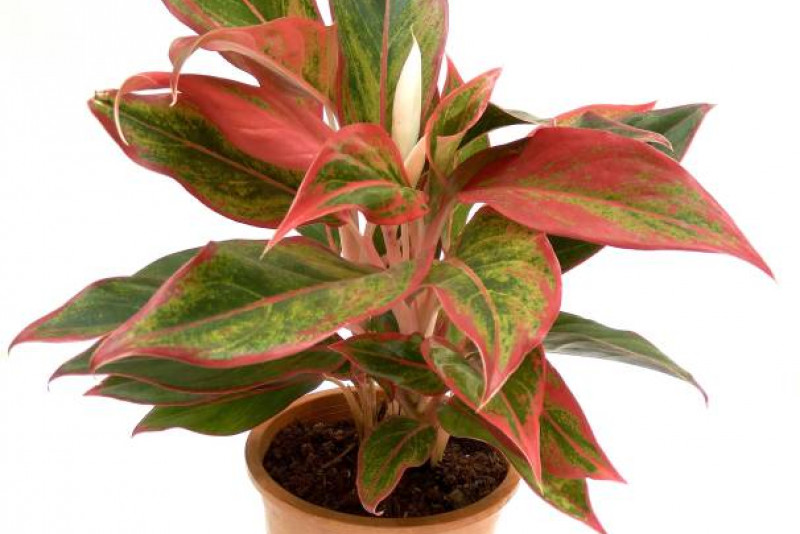Aglaonema Crete / Aglonema – pielęgnacja i ciekawostki na jej temat! 🌿✨