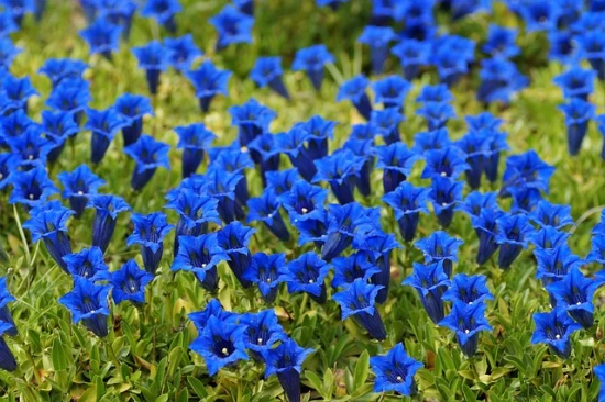 Goryczka krótkołodygowa (Gentiana clusii) – pielęgnacja i ciekawostki! 🌿✨