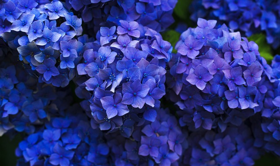 Hortensja ogrodowa (Hydrangea macrophylla) – pielęgnacja i ciekawostki! 🌸✨