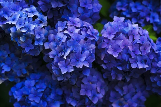 Hortensja ogrodowa (Hydrangea macrophylla) – pielęgnacja i ciekawostki! 🌸✨