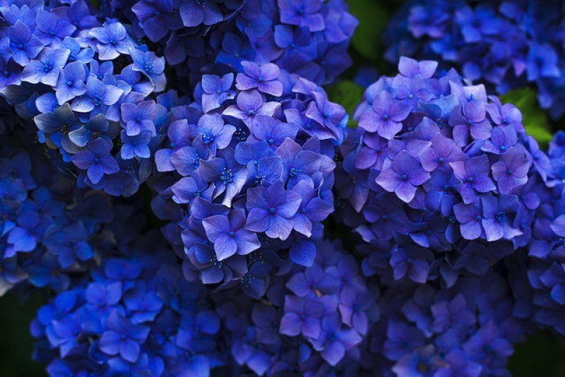 Hortensja ogrodowa (Hydrangea macrophylla) – pielęgnacja i ciekawostki! 🌸✨
