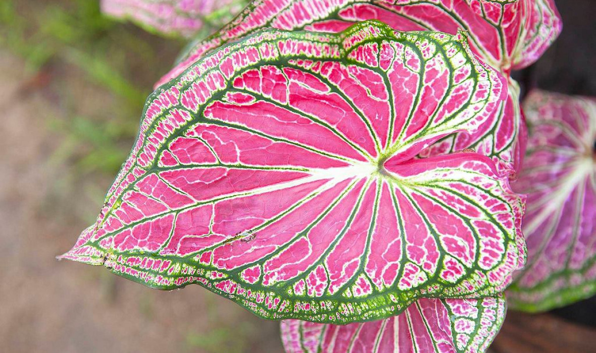Kaladium dwubarwne (Caladium bicolor) – pielęgnacja i ciekawostki! 🌿✨