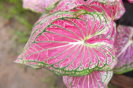 Kaladium dwubarwne (Caladium bicolor) – pielęgnacja i ciekawostki! 🌿✨