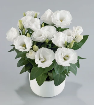 Eustoma doniczkowa – odpowiednia pielęgnacja!