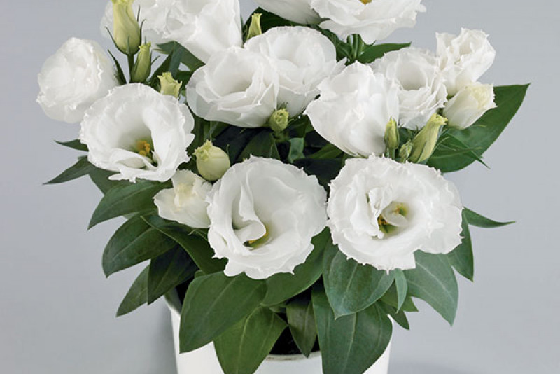 Eustoma doniczkowa – odpowiednia pielęgnacja!