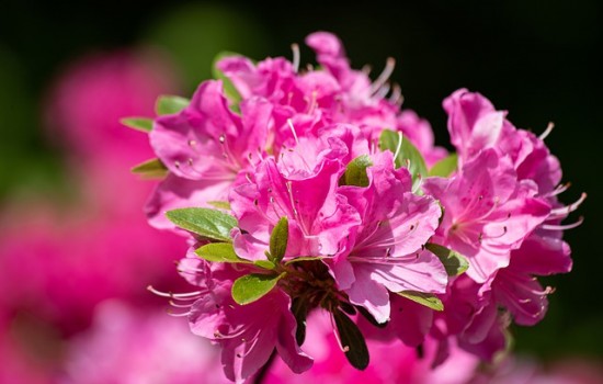 Różanecznik Rododendron – odpowiednia pielęgnacja!