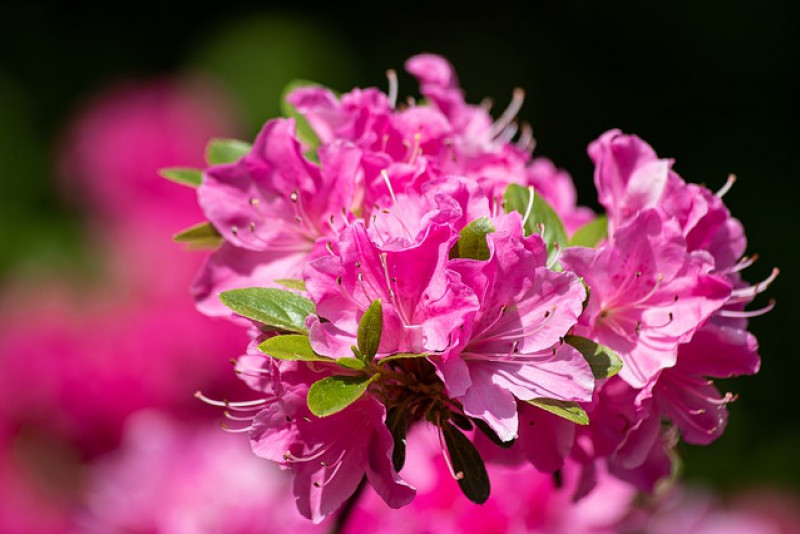 🌸 Różanecznik (Rododendron) – odpowiednia pielęgnacja!