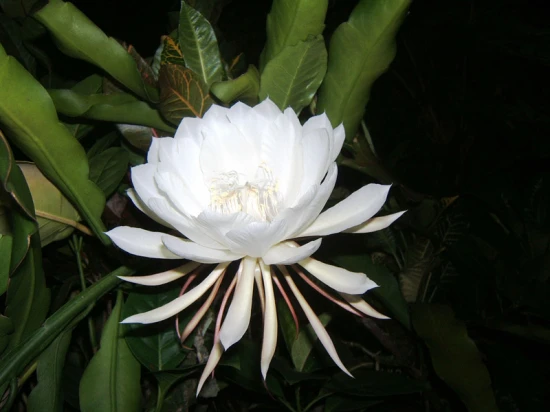 Epiphyllum, czyli kwiat jednej nocy – pielęgnacja i ciekawostki na jego temat!