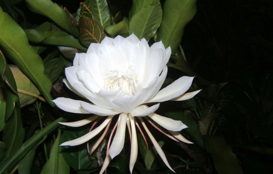 Epiphyllum, czyli kwiat jednej nocy – pielęgnacja i ciekawostki na jego temat!