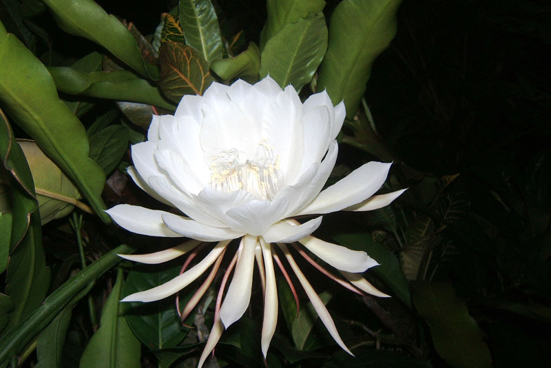 Epiphyllum, czyli kwiat jednej nocy – pielęgnacja i ciekawostki na jego temat!