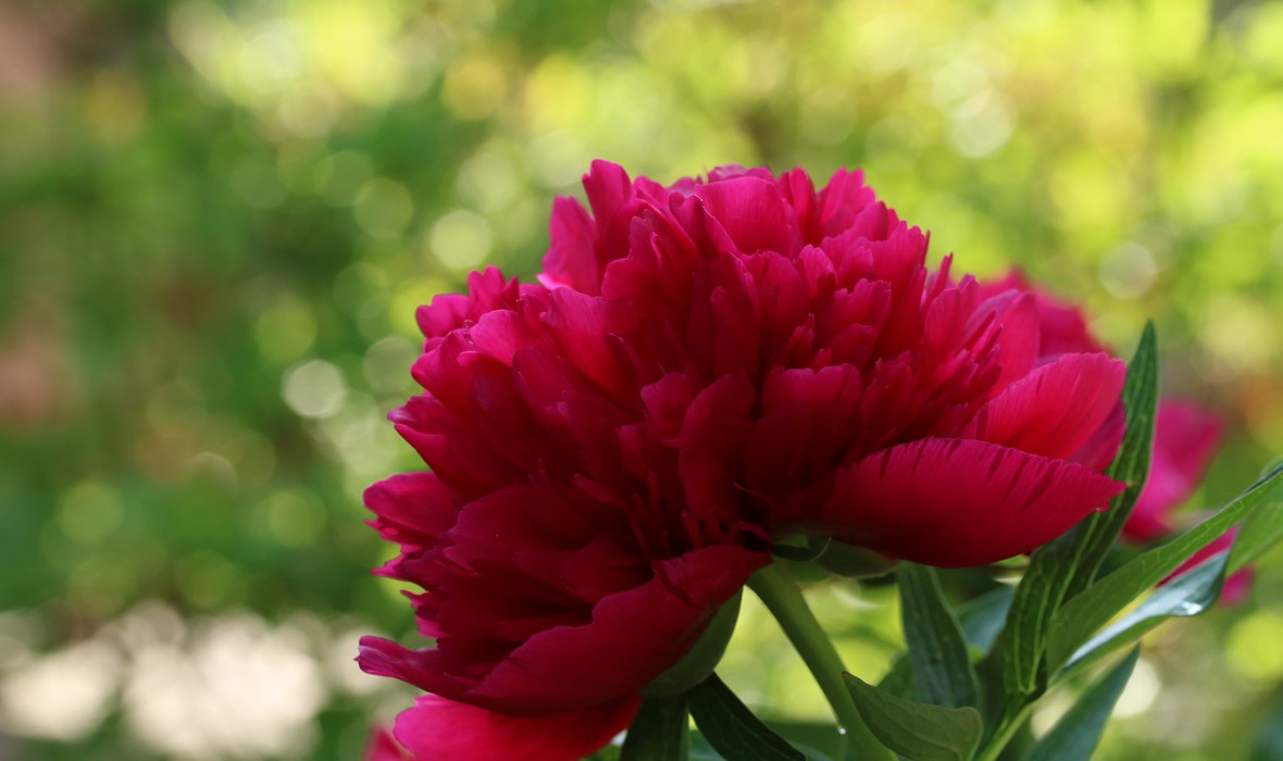 🌺 Piwonia, peonia – wszystkie ważne informacje na jej temat!