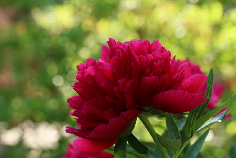 🌺 Piwonia, peonia – wszystkie ważne informacje na jej temat!