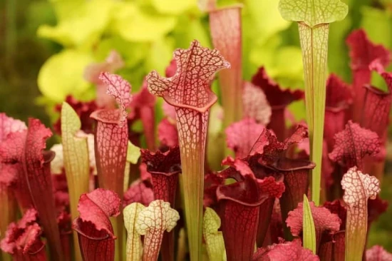 Kapturnica (Sarracenia) – roślina owadożerna!