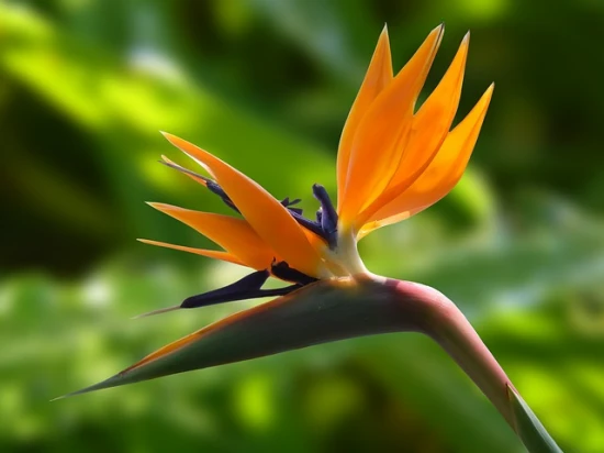 Strelicja królewska / helikonia – odpowiednia pielęgnacja i ciekawostki na jej temat!