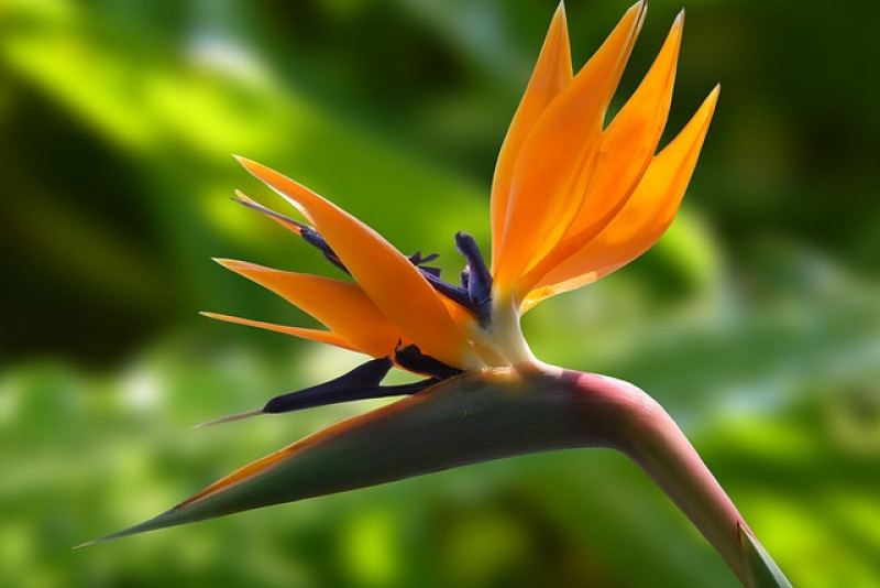Strelicja królewska / helikonia – odpowiednia pielęgnacja i ciekawostki na jej temat!