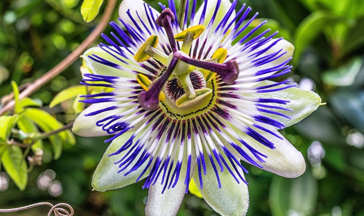 Męczennica (Passiflora) – wszystko co warto wiedzieć na jej temat!