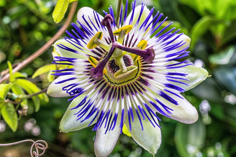 Męczennica (Passiflora) – wszystko co warto wiedzieć na jej temat!