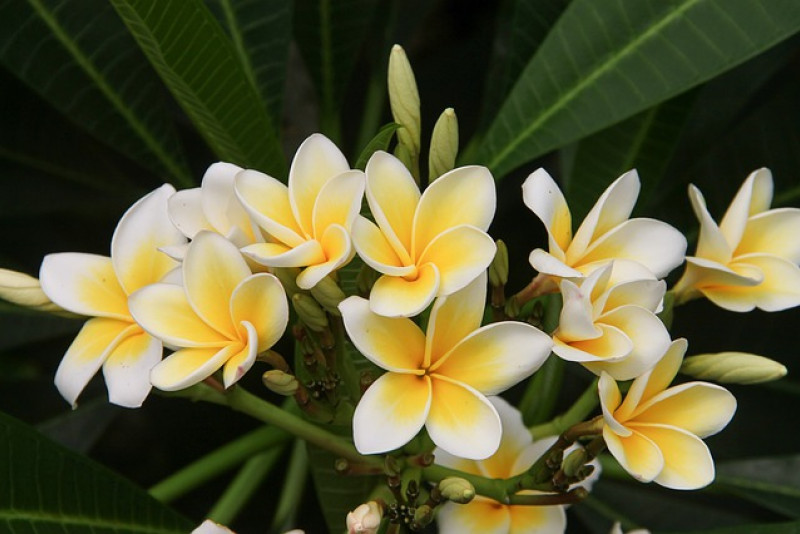 Plumeria – odpowiednia pielęgnacja i ciekawostki na jej temat!
