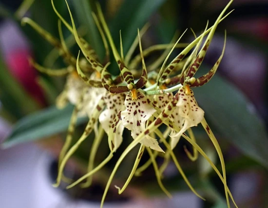 Brassia / Brassja – pielęgnacja