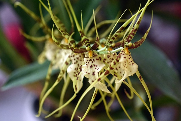 Brassia / Brassja – pielęgnacja