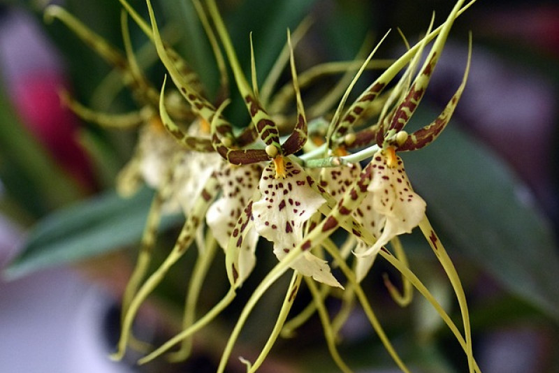 Brassia / Brassja – pielęgnacja