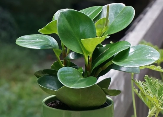 Peperomia „Raindrop” - pielęgnacja!