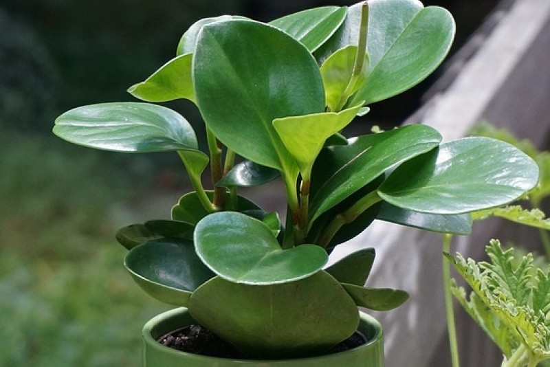 Peperomia „Raindrop” - pielęgnacja!