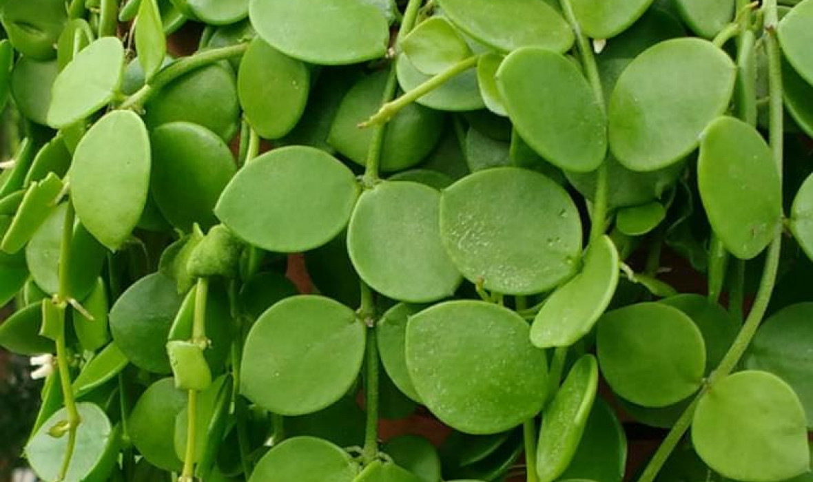 Dischidia nummularia okrągłolistna – pielęgnacja i ciekawostki!