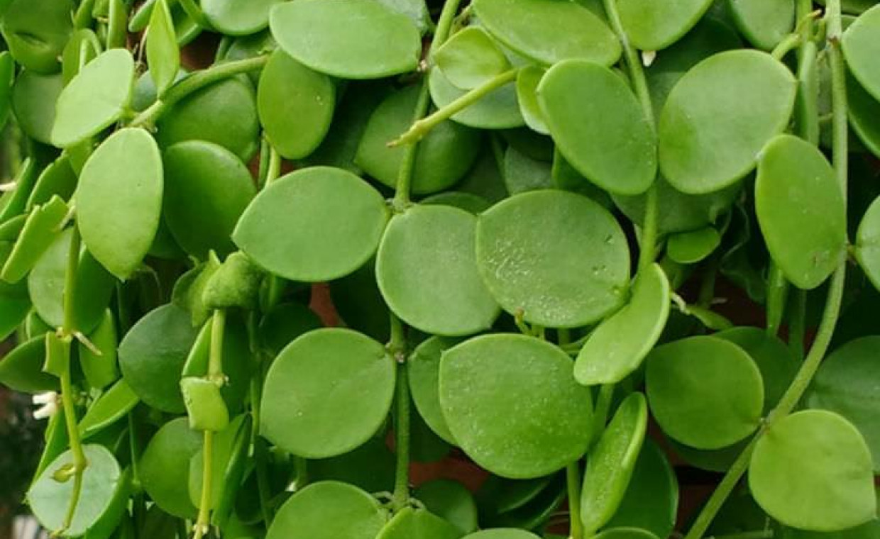 Dischidia nummularia okrągłolistna – pielęgnacja i ciekawostki!