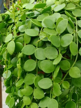 Dischidia nummularia okrągłolistna – pielęgnacja i ciekawostki!