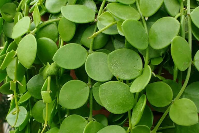 Dischidia nummularia okrągłolistna – pielęgnacja i ciekawostki!