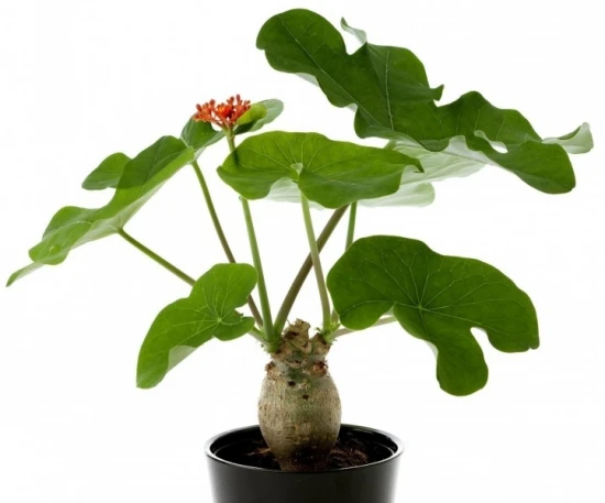Jatrofa (Jatropha) – odpowiednia pielęgnacja i ciekawostki!