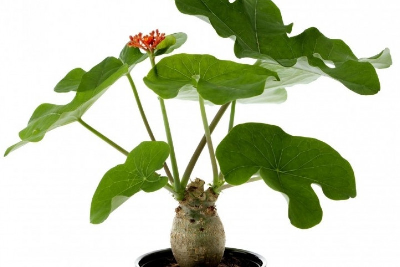 Jatrofa (Jatropha) – odpowiednia pielęgnacja i ciekawostki!