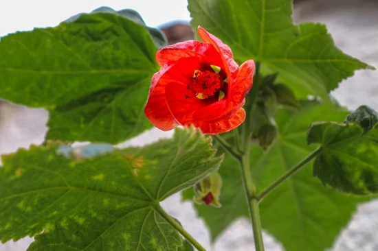 Klonik pokojowy (abutilon, zaślaz)
